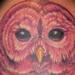 Tattoos - Barred Owl Tattoo - 75633