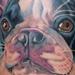 tattoo galleries/ - Color Boston Terrier Portrait Tattoo