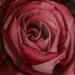 tattoo galleries/ - untitled