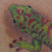 Tattoos - colorful gecko - 24260
