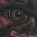 tattoo galleries/ - eagle