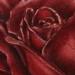 Tattoos - Rose - 64544