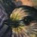 Tattoos - Finch - 64543