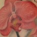 Tattoos - Orchids - 37989