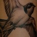 Tattoos - Swallow - 37987