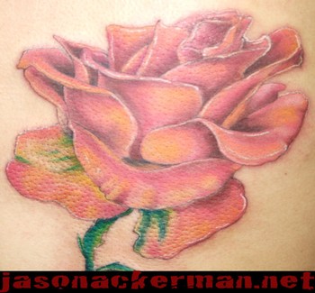 Jason Ackerman - rose..