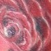 tattoo galleries/ - rose tattoo