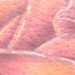 tattoo galleries/ - rose..