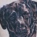 tattoo galleries/ - Black and Gray Dog Portrait Tattoo - 50102