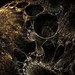 Art Galleries - Fractal Art - 38893