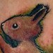 tattoo galleries/ - Squirrel Tattoo - 35539