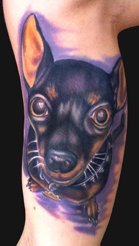 Katelyn Crane - Min Pin Dog tattoo