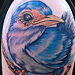 Tattoos - Blue Bird - 47089