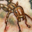 Tattoos - Ant tattoo - 58802