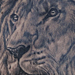 Tattoos - Realistic Lion Tattoo - 67321