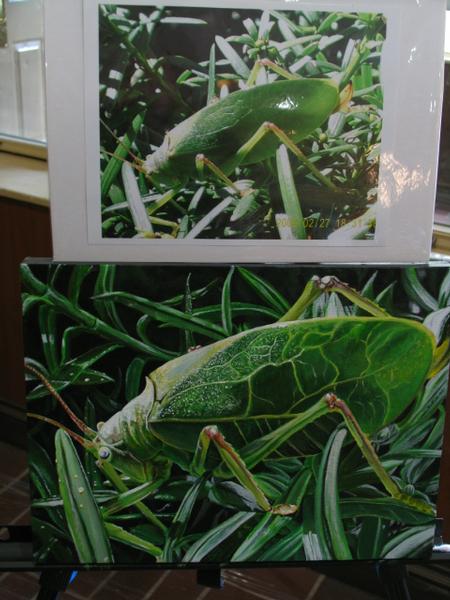 Tattoos - grasshopper,done at the paradise retreat in the berkshires. - 73663