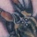tattoos/ - Spider Tattoo - 49346