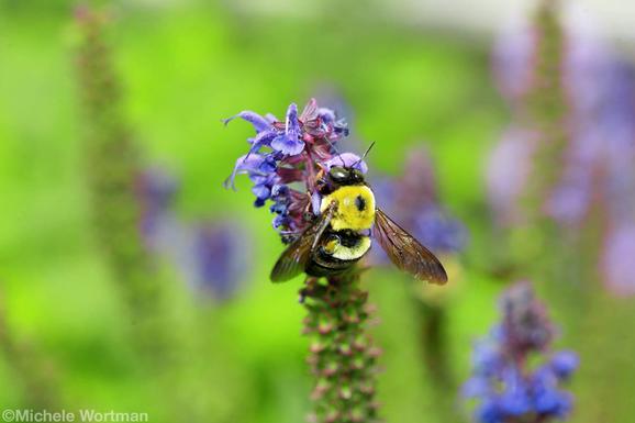 Tattoos - Bumble bee in Hyperspacegardens - 73479