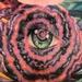 tattoo galleries/ - untitled