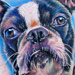 Tattoos - Boston Terrier - 15855