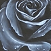 Tattoos - Rose Study - 34860