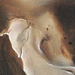 Tattoos - Still Life - 42427