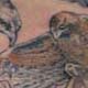 tattoo galleries/ - hunting down under!  