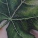 tattoo galleries/ - leaf - 46421