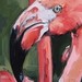 tattoo galleries/ - flamingo center panel