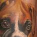 Tattoos - boxer pup - 64779