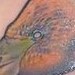 tattoos/ - Custom Flamingo Tattoo - 52487