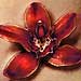 tattoo galleries/ - Flower on Hip - 29421