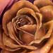 tattoo galleries/ - Big Yellow Rose - 29291