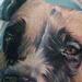 tattoos/ - Dog Portrait Tattoo - 62633