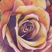 Tattoos - Yellow Rose Tattoo on Foot - 62634