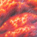 Tattoos - Mushroom Cloud (Detail) - 7672