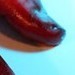 Tattoos - Habituated - 40135