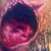 Tattoos - More Rotten Flesh - 16703