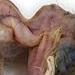 Tattoos - Specimen 4 - 60790