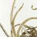 Tattoos - Specimen 10 - 60784