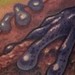 Tattoos - Poison Dart Frog - 50580