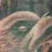 tattoo galleries/ - Grizzly