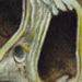 tattoo galleries/ - 