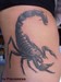 tattoo galleries/ - Scorpion