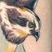 Tattoos - Color Osprey Florida Tattoo - 76148