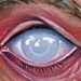tattoo galleries/ - Small Eye Art