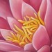 tattoo galleries/ - Waterlily Art