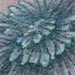 tattoos/ - Dandelion Tattoo - 49548
