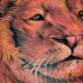 tattoo galleries/ - Lion