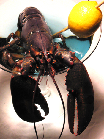 - Lobster Martini